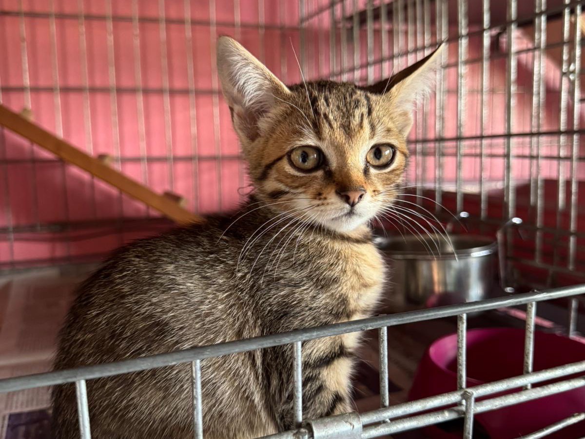 Adozione gatto, femmina, Razza sconosciuta Razza sconosciuta, 8 mesi, taglia non valida, Brescia