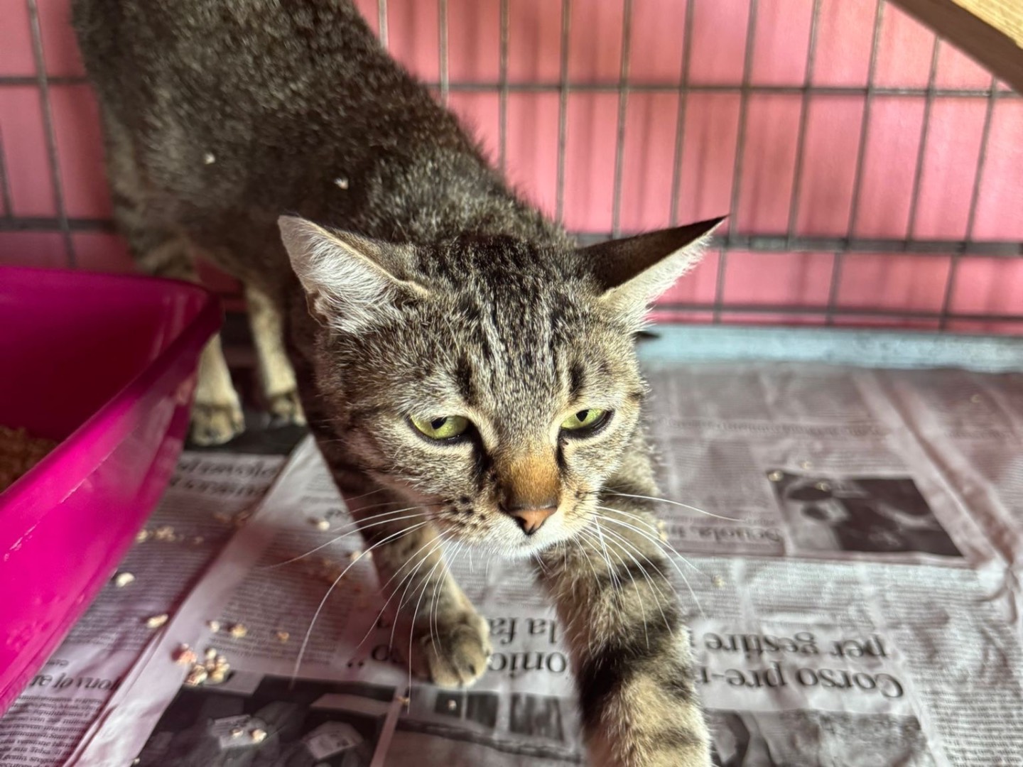 Adozione gatto, femmina, Razza sconosciuta Razza sconosciuta, 1 anno e 2 mesi, taglia non valida, Brescia