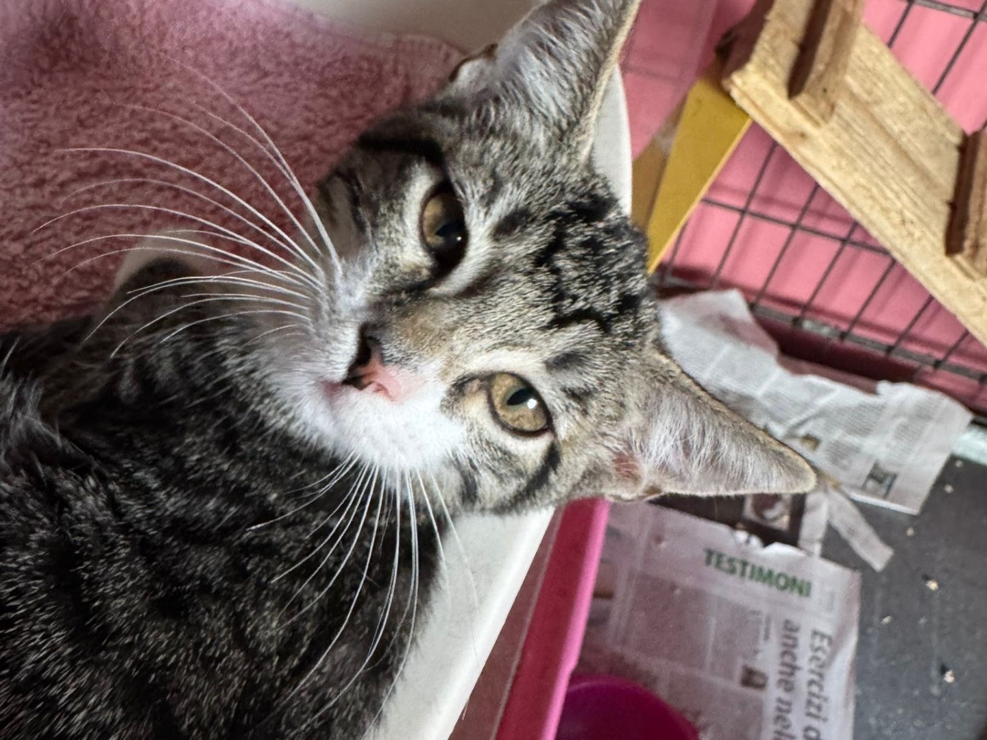 Adozione gatto, femmina, Razza sconosciuta Razza sconosciuta, 9 mesi, taglia non valida, Brescia