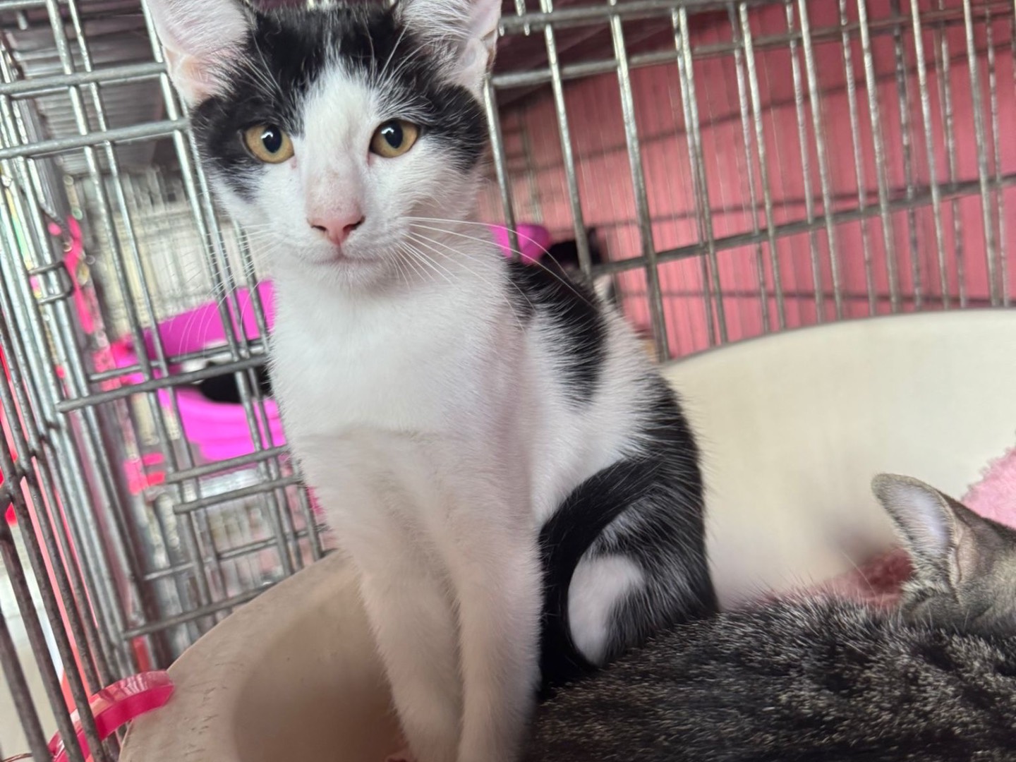 Adozione gatto, maschio, Razza sconosciuta Razza sconosciuta, 7 mesi, taglia non valida, Brescia