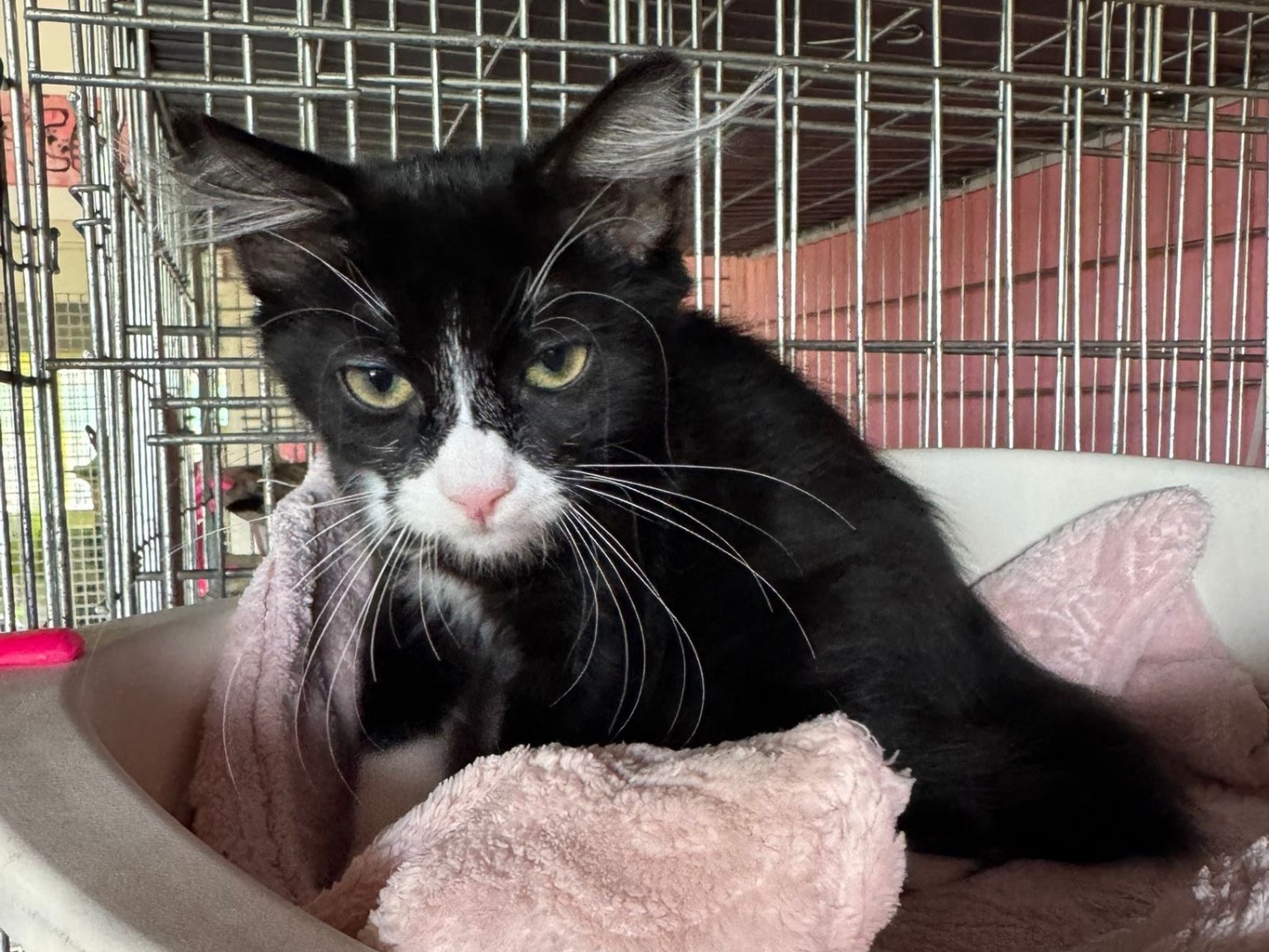 Adozione gatto, femmina, Razza sconosciuta Razza sconosciuta, 7 mesi, taglia non valida, Brescia