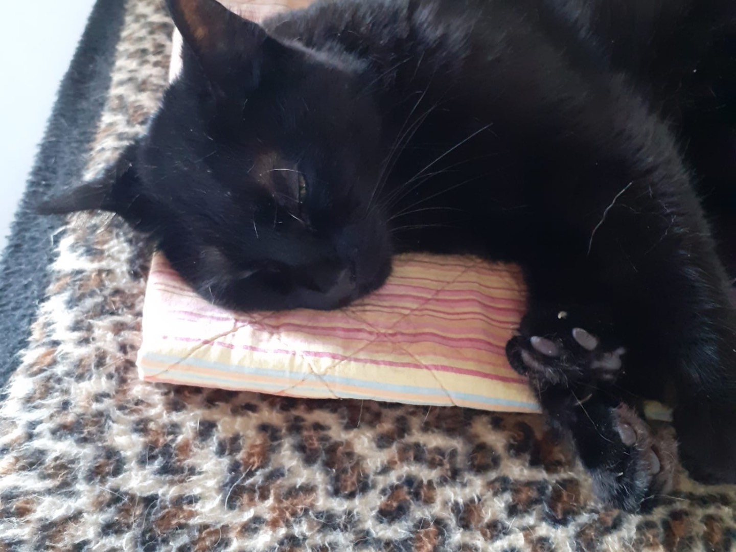 Adozione gatto, femmina, Razza sconosciuta Razza sconosciuta, 8 mesi, taglia non valida, Brescia