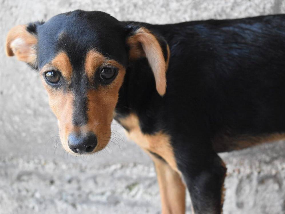 Adozione cane, femmina, Razza sconosciuta Razza sconosciuta, 2 mesi, taglia piccola, Roma
