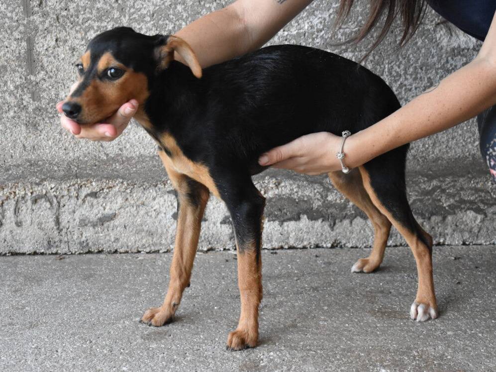 Adotta un cane, femmina, 2 mesi, Roma