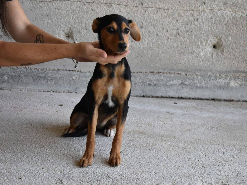 Adotta un cane, taglia piccola, femmina, Roma