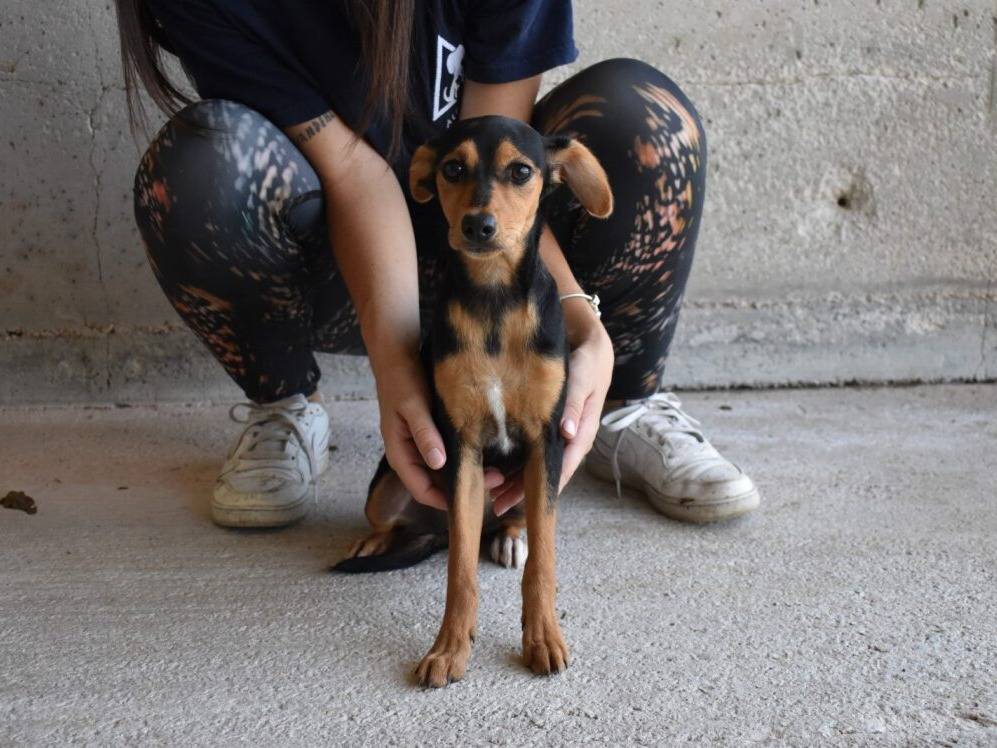 Vuoi adottare un cane a Roma?