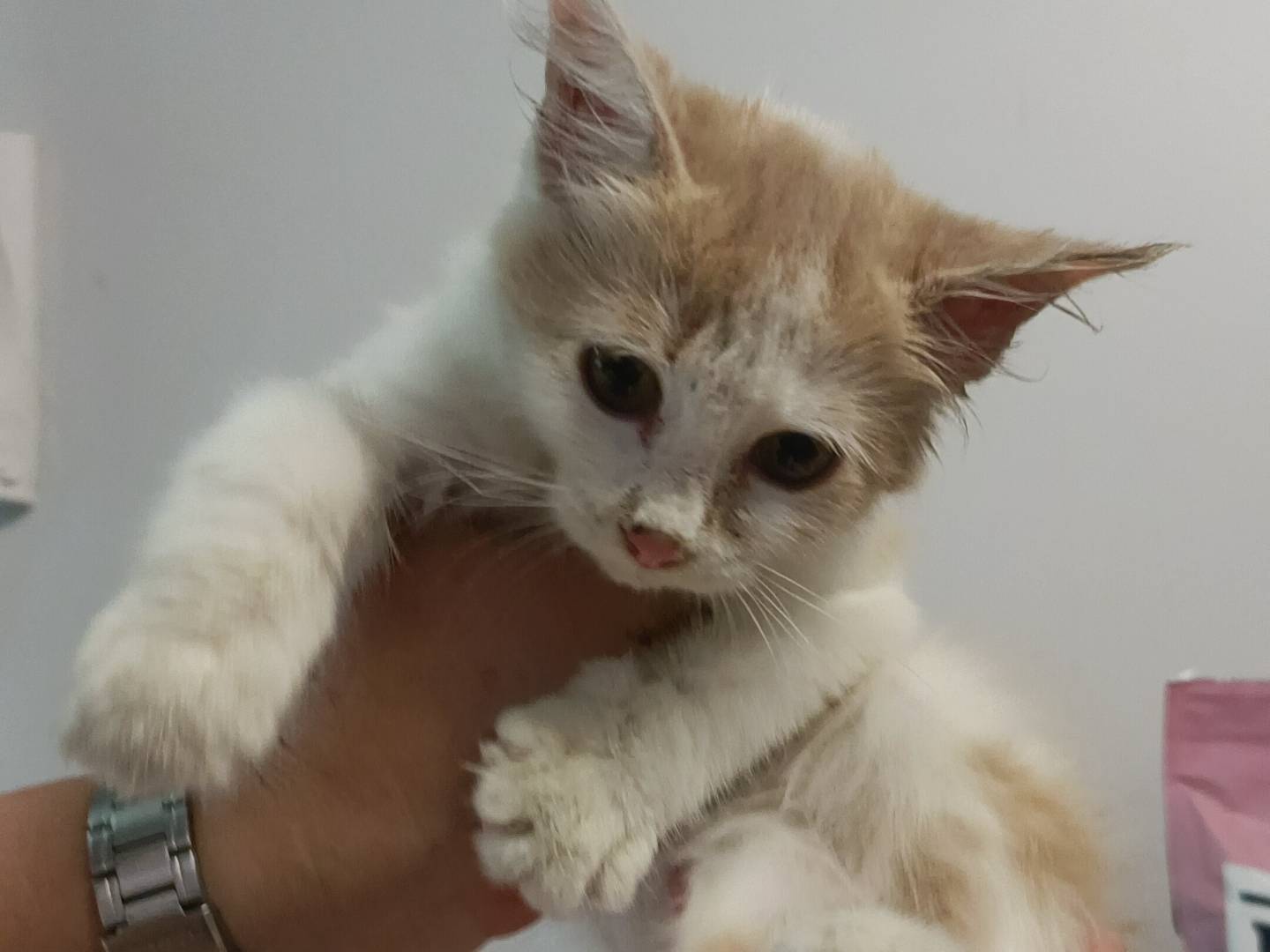 Adotta un gatto, femmina, 2 mesi, Asti