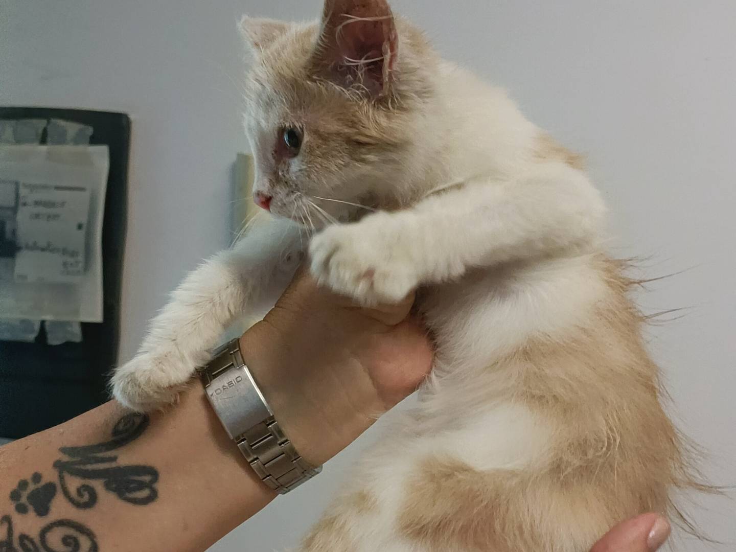 Adotta un gatto, taglia non valida, femmina, Asti