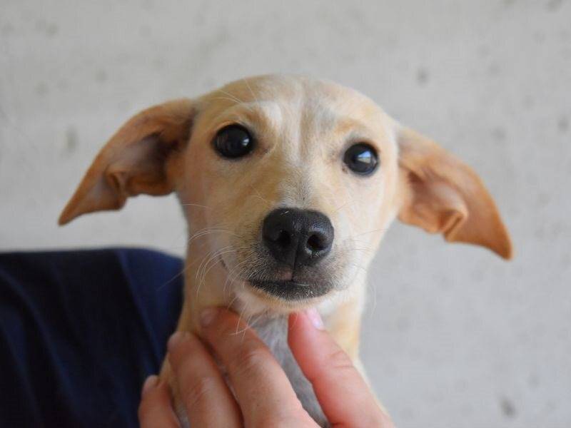 Adozione cane, femmina, Razza sconosciuta Razza sconosciuta, 2 mesi, taglia piccola, Roma