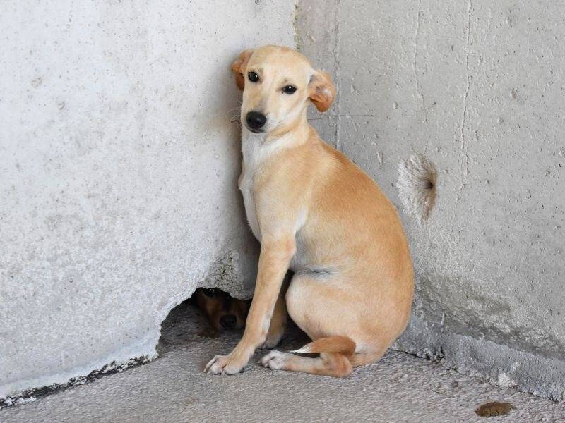 Adotta un cane, femmina, 2 mesi, Roma
