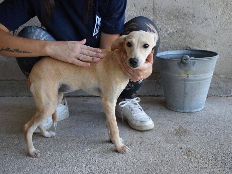 Adotta un cane, taglia piccola, femmina, Roma