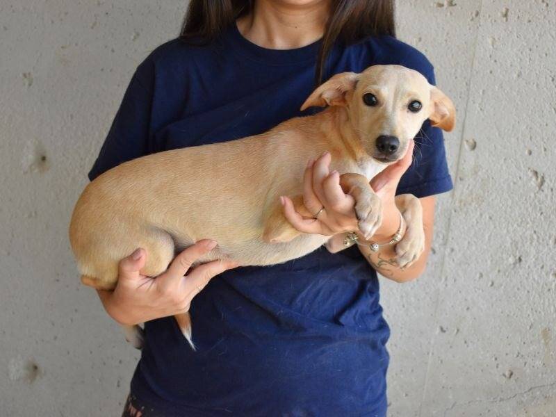 Vuoi adottare un cane a Roma?