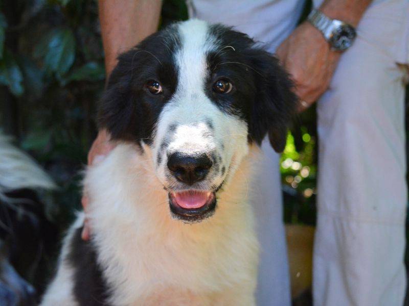 Adozione cane, maschio, Razza sconosciuta Razza sconosciuta, 4 mesi, taglia media contenuta, Roma