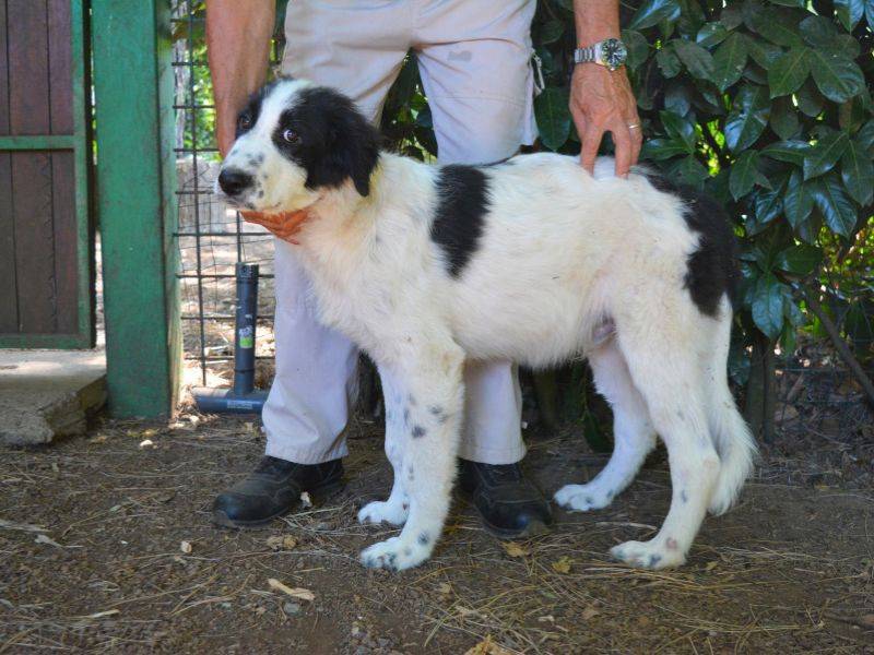 Adotta un cane, maschio, 4 mesi, Roma