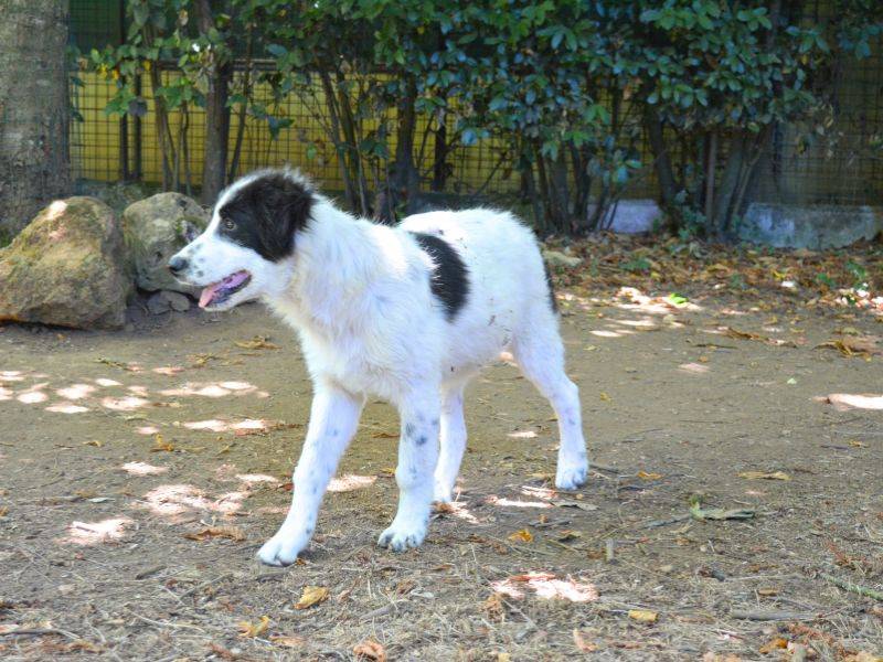 Adotta il cane Lambertino a Roma
