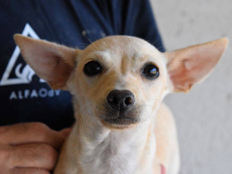 Adozione cane, femmina, Razza sconosciuta Razza sconosciuta, 2 mesi, taglia piccola, Roma