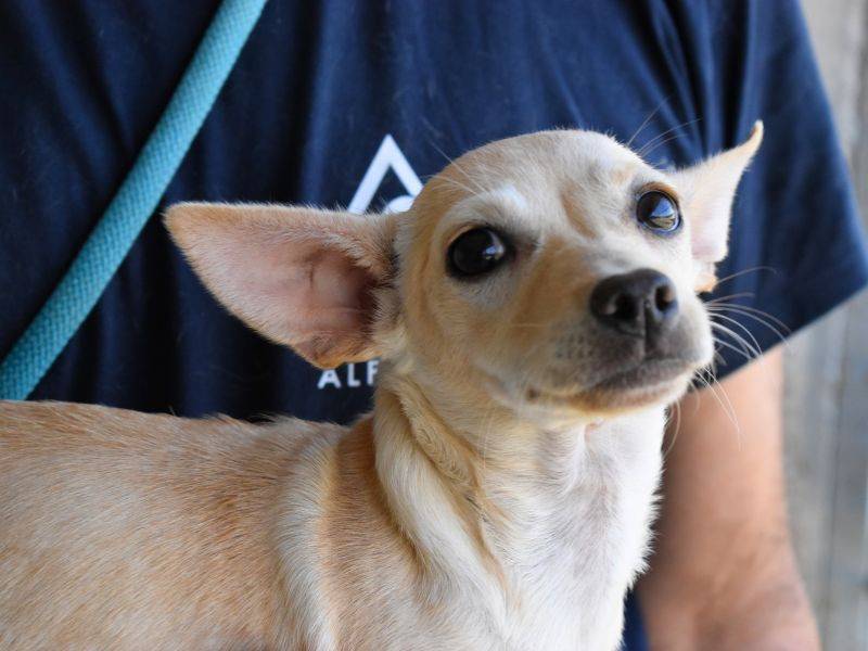 Adotta un cane, taglia piccola, femmina, Roma