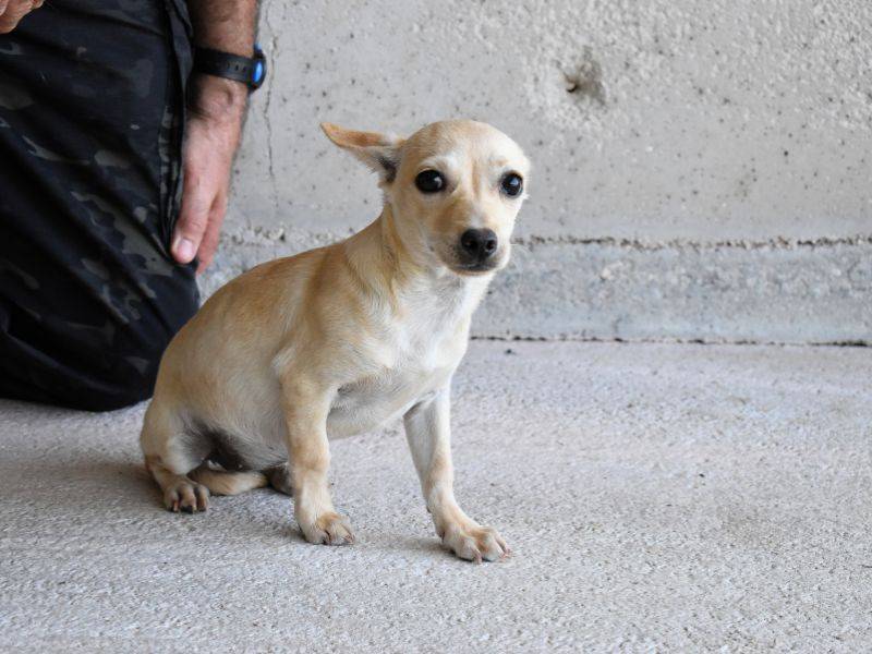 Vuoi adottare un cane a Roma?