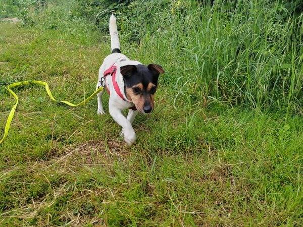 Adotta un cane, maschio, 3 anni e 6 mesi, Milano
