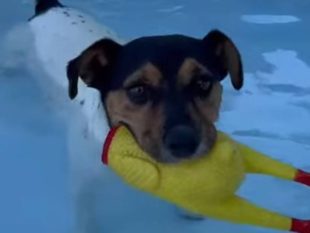 Adotta un cane, taglia piccola, maschio, Milano
