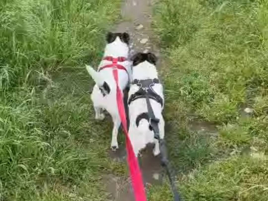 Vuoi adottare un cane a Milano?