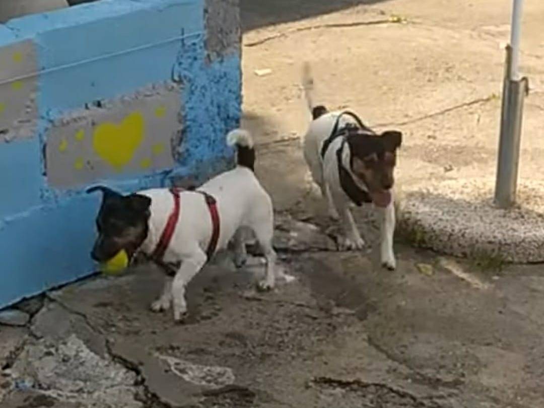 Adotta il cane Jean a Milano