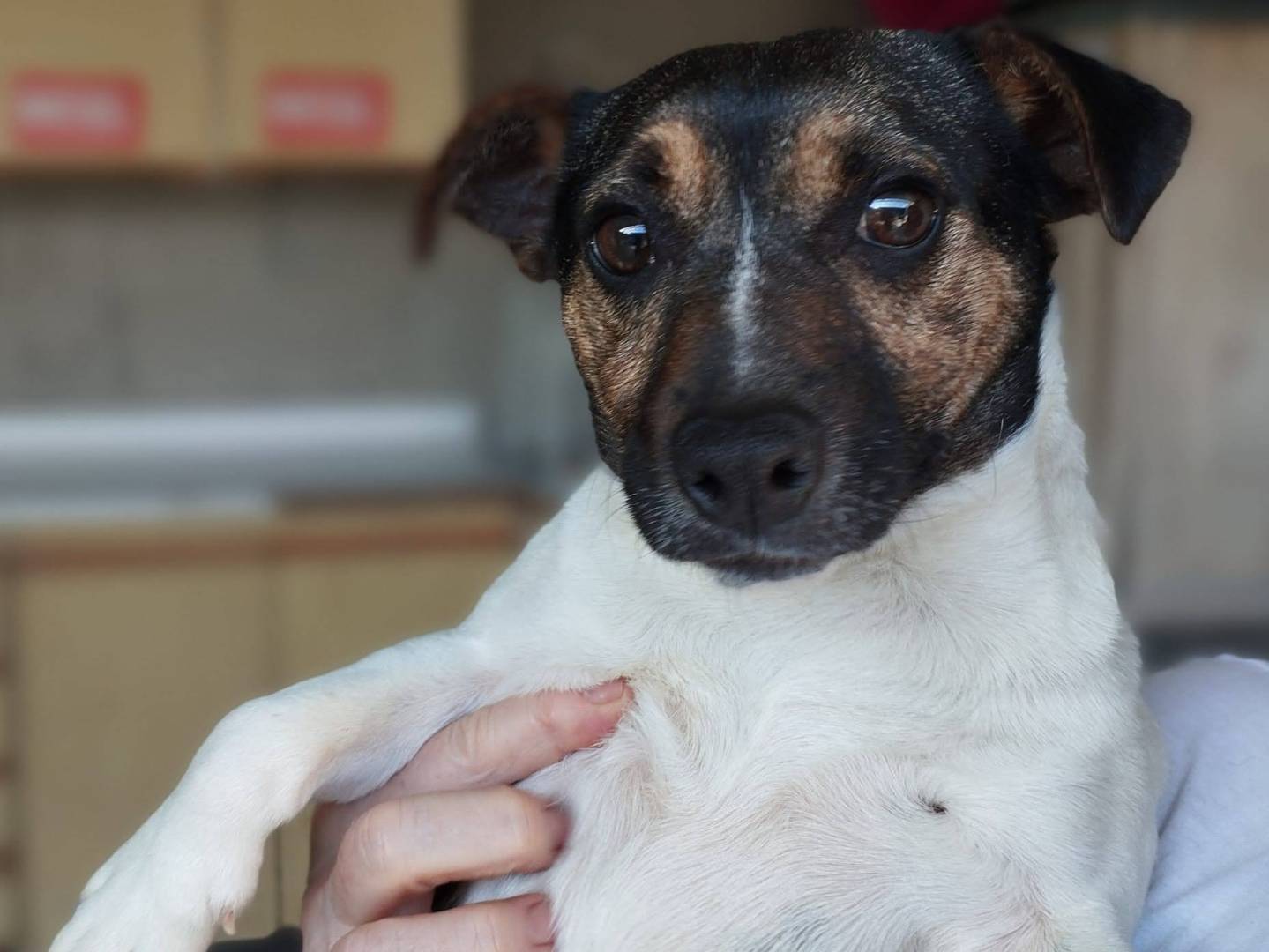 Adozione cane, maschio, Jack Russell Terrier Razza sconosciuta, 2 anni e 5 mesi, taglia piccola, Milano