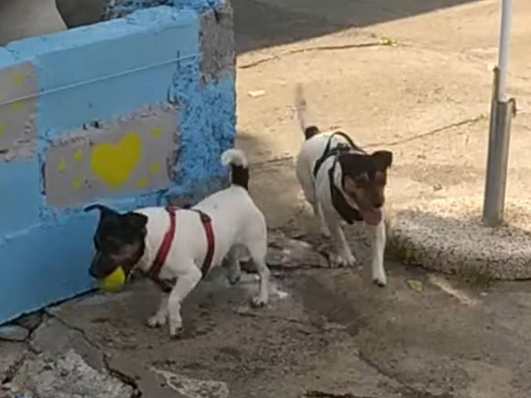 Adotta un cane, maschio, 2 anni e 5 mesi, Milano