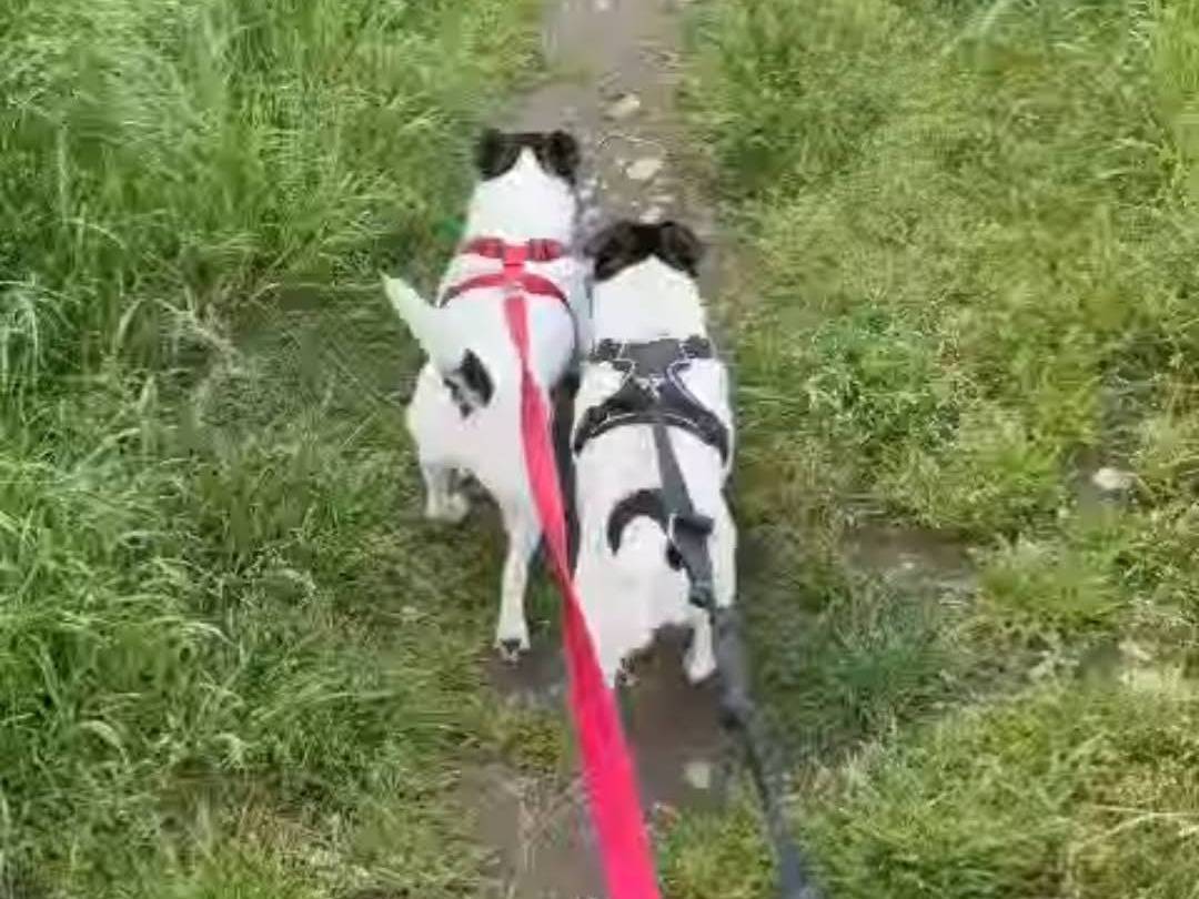 Adotta un cane, taglia piccola, maschio, Milano