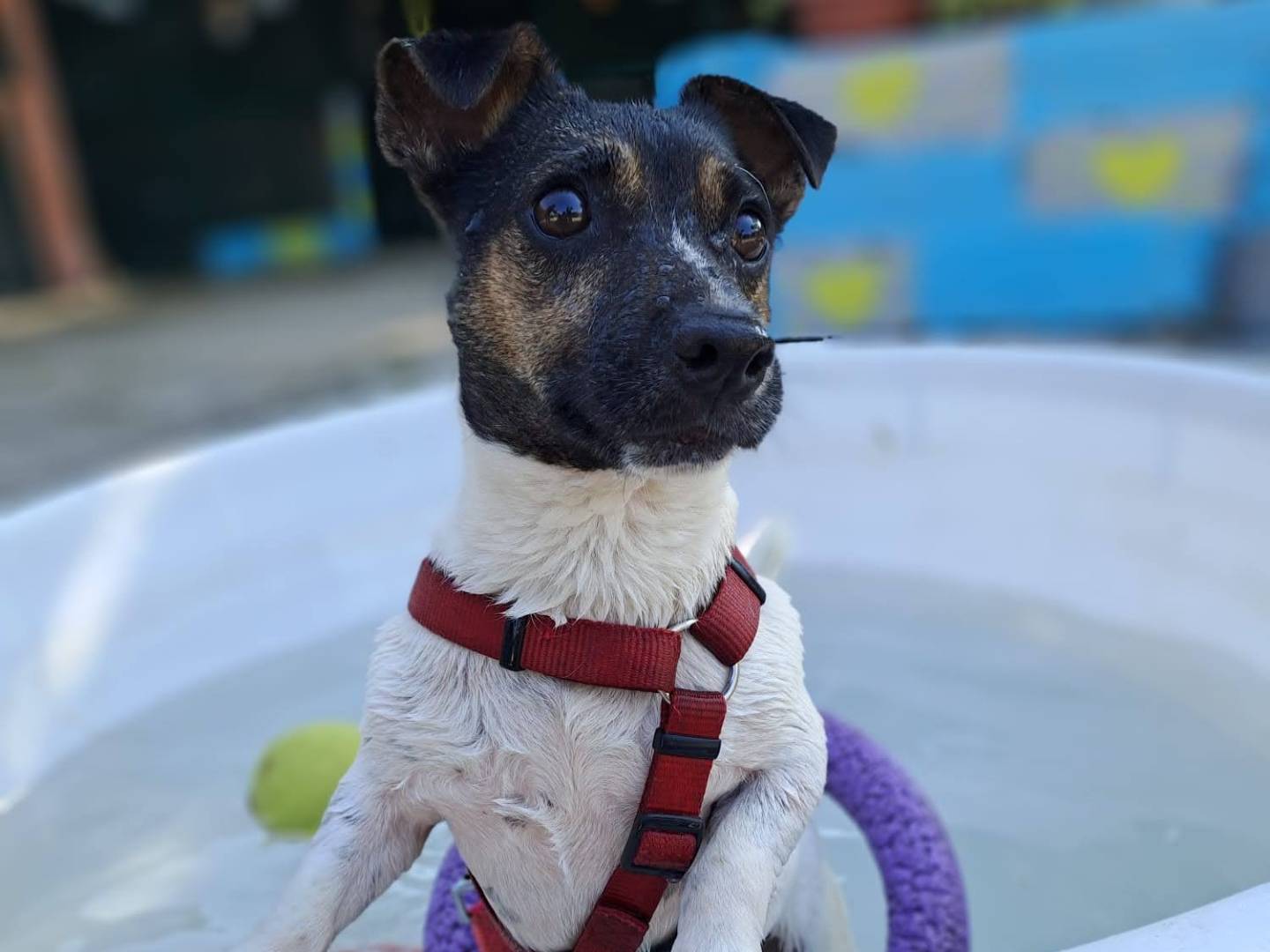 Vuoi adottare un cane a Milano?