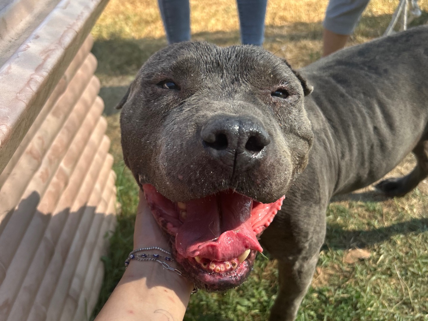 Adozione cane, maschio, Pitbull Razza sconosciuta, 9 anni e 1 mese, taglia media, Latina