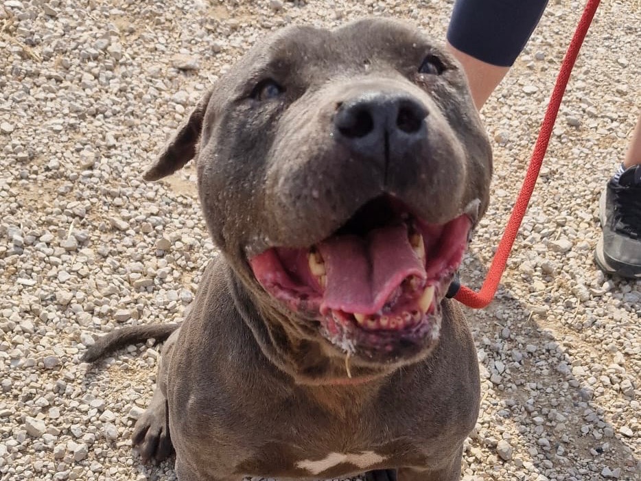 Adotta un cane, taglia media, maschio, Latina