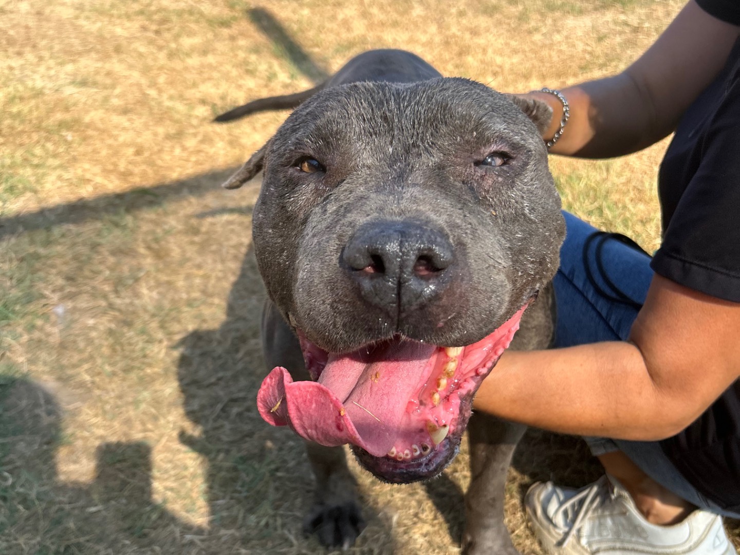 Adotta il cane Bambacione a Latina