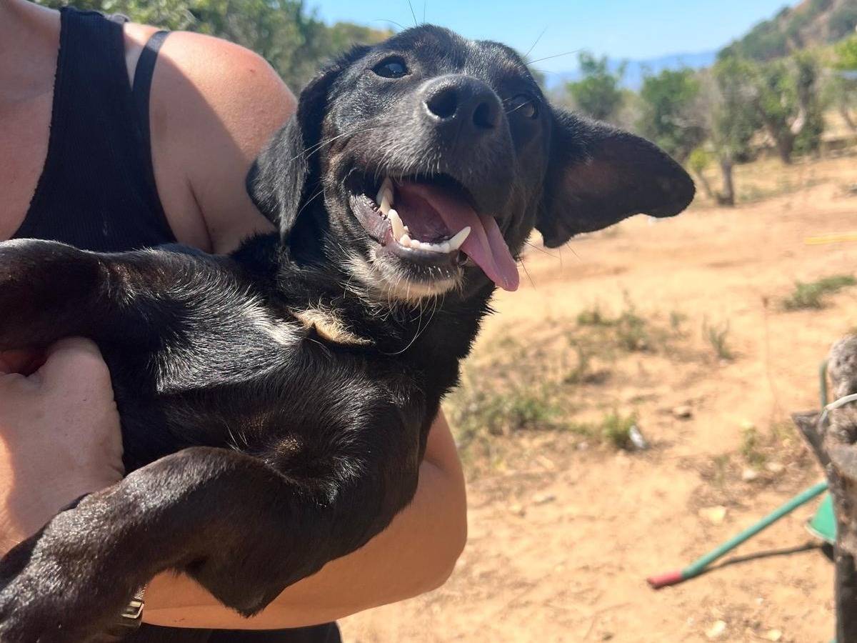 Adotta il cane Nerino a Reggio