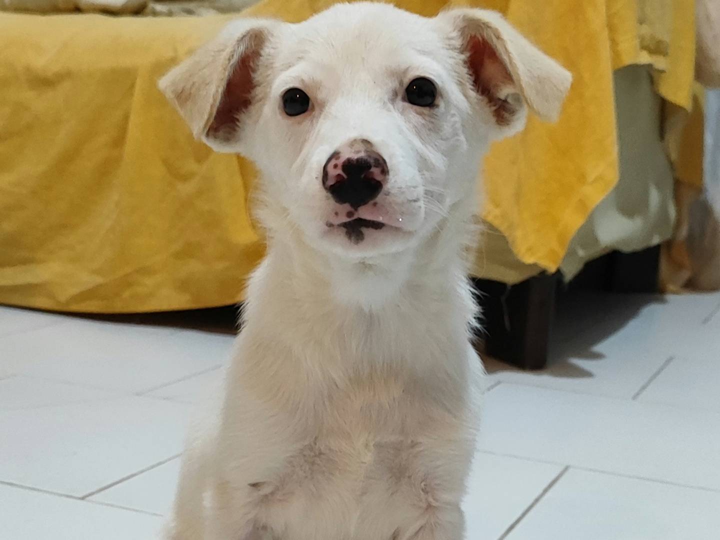 Adozione cane, femmina, Razza sconosciuta Razza sconosciuta, 2 mesi, taglia media, Messina