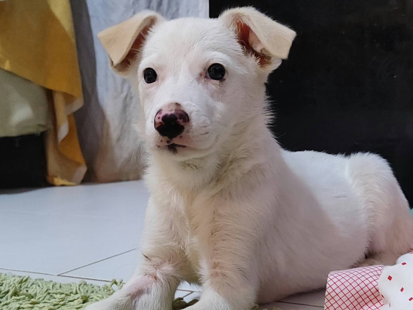Adotta un cane, femmina, 2 mesi, Messina