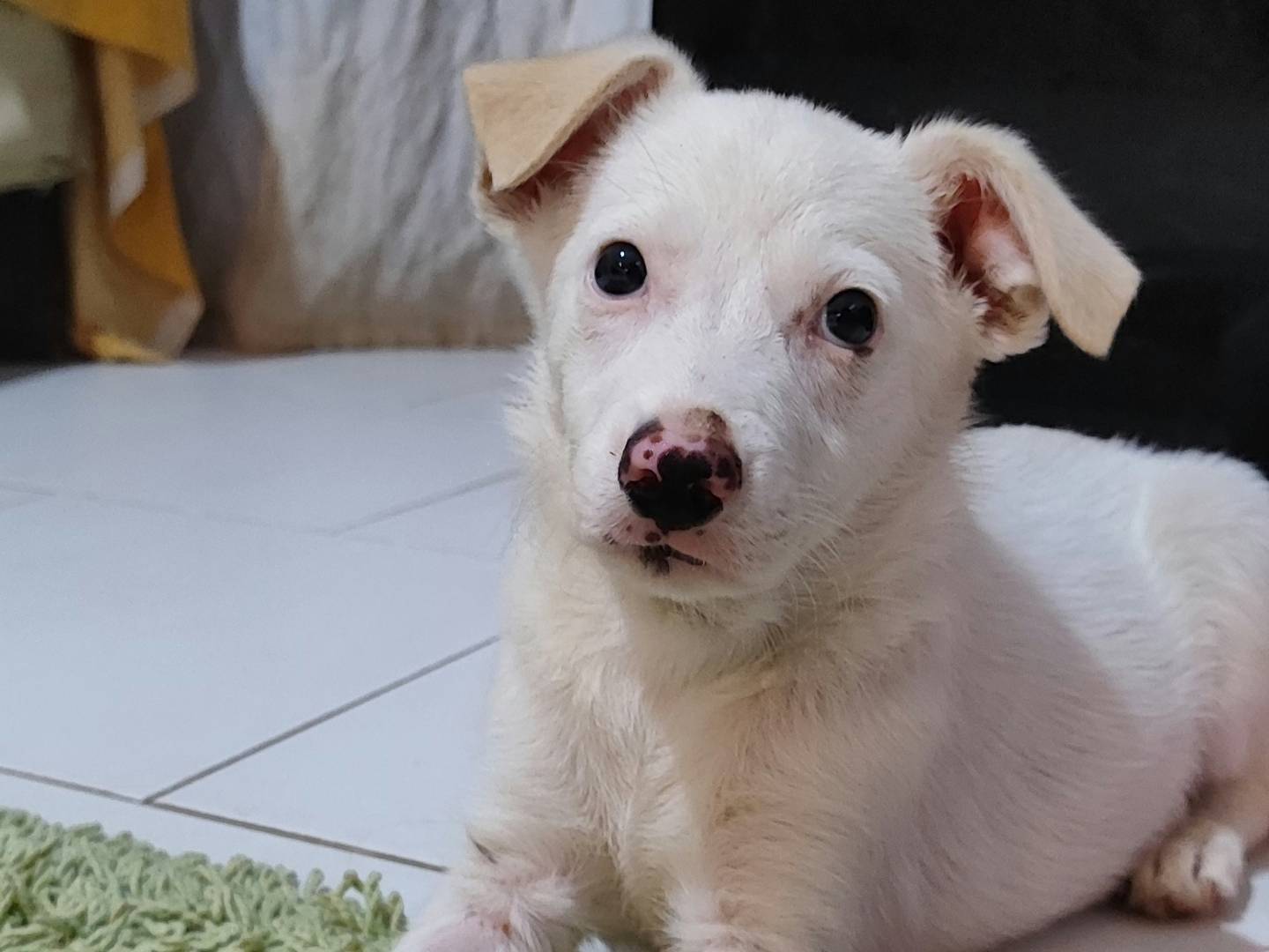 Adotta un cane, taglia media, femmina, Messina