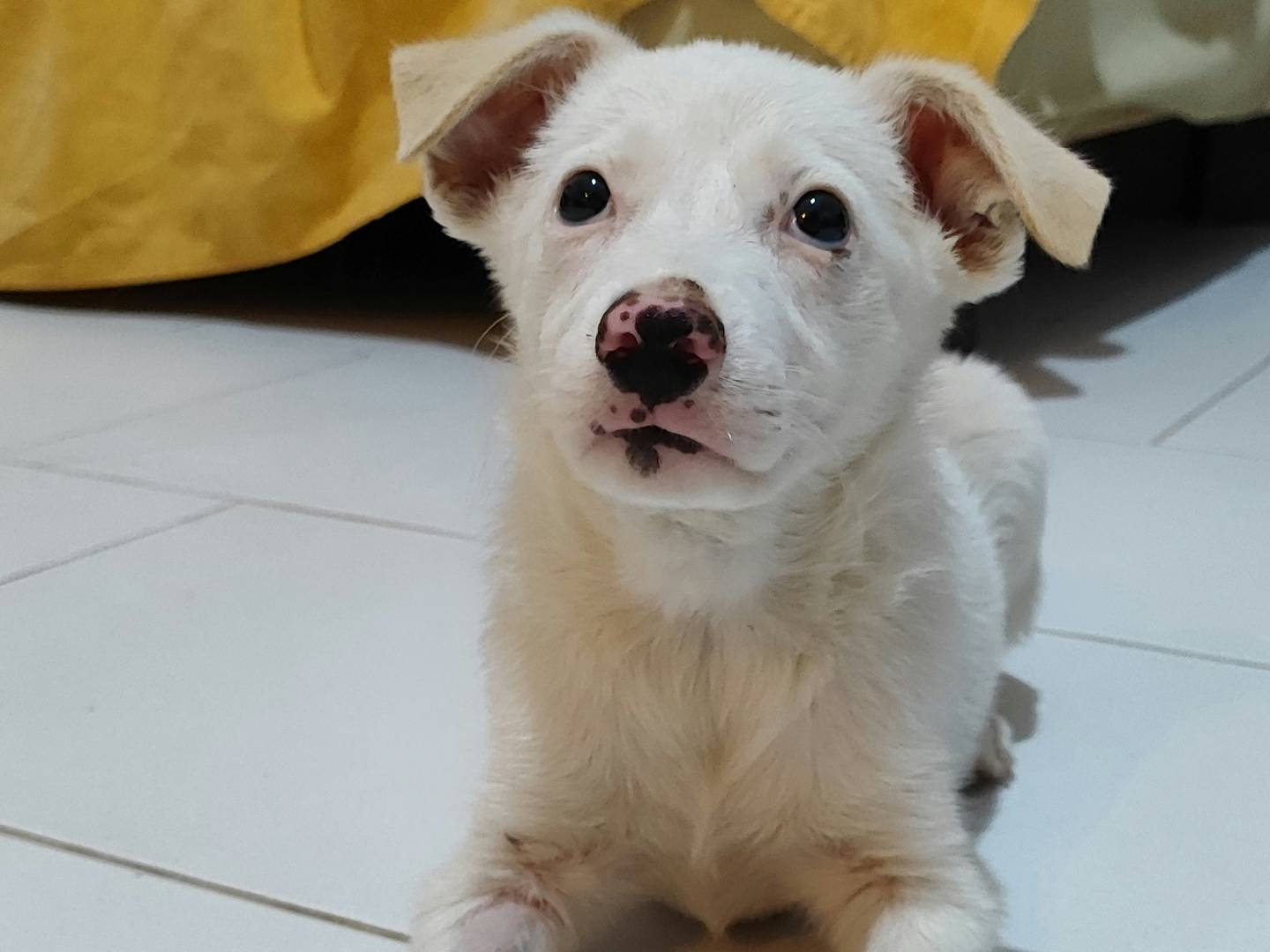 Vuoi adottare un cane a Messina?
