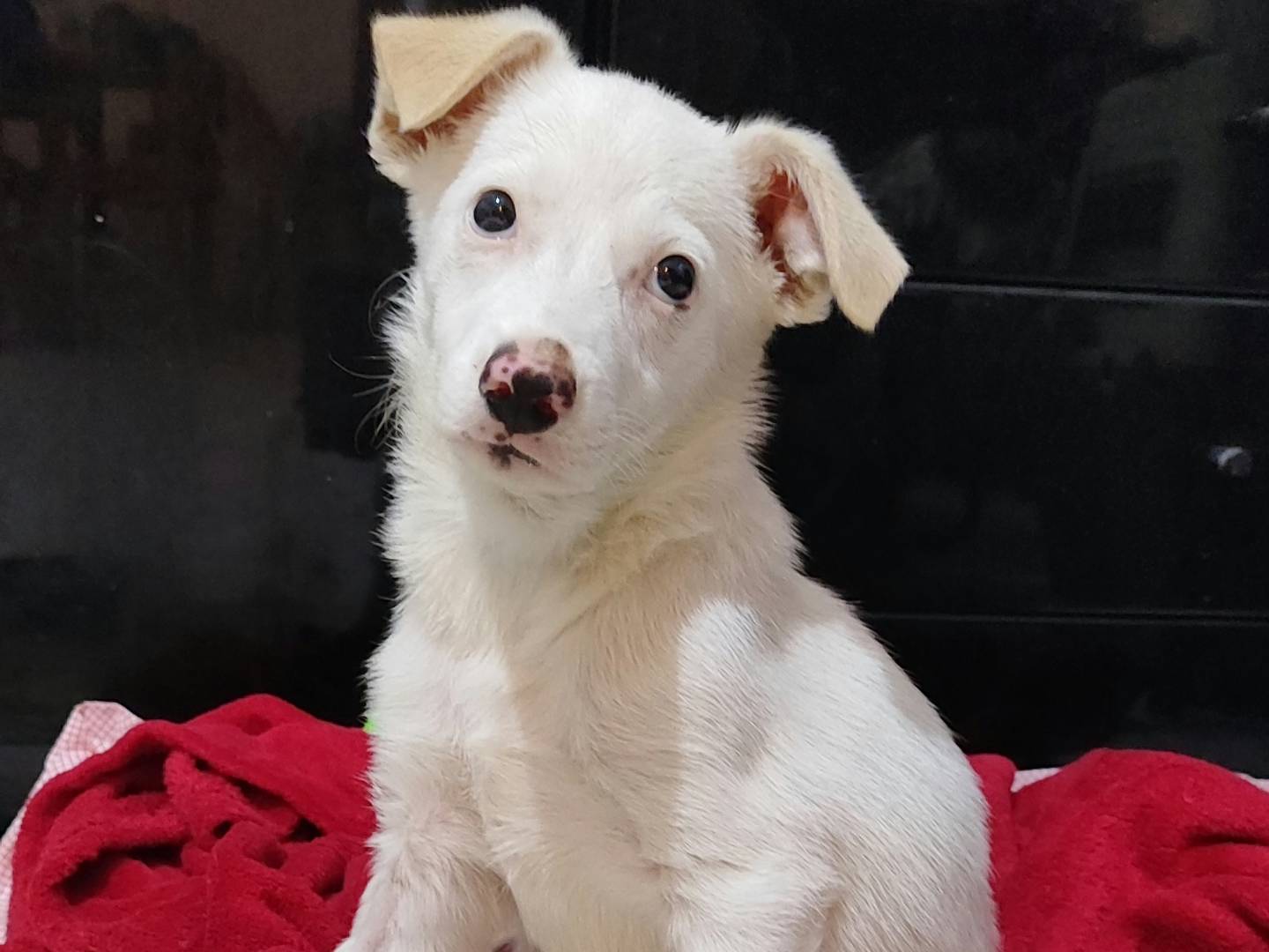 Adotta il cane SUGAR a Messina