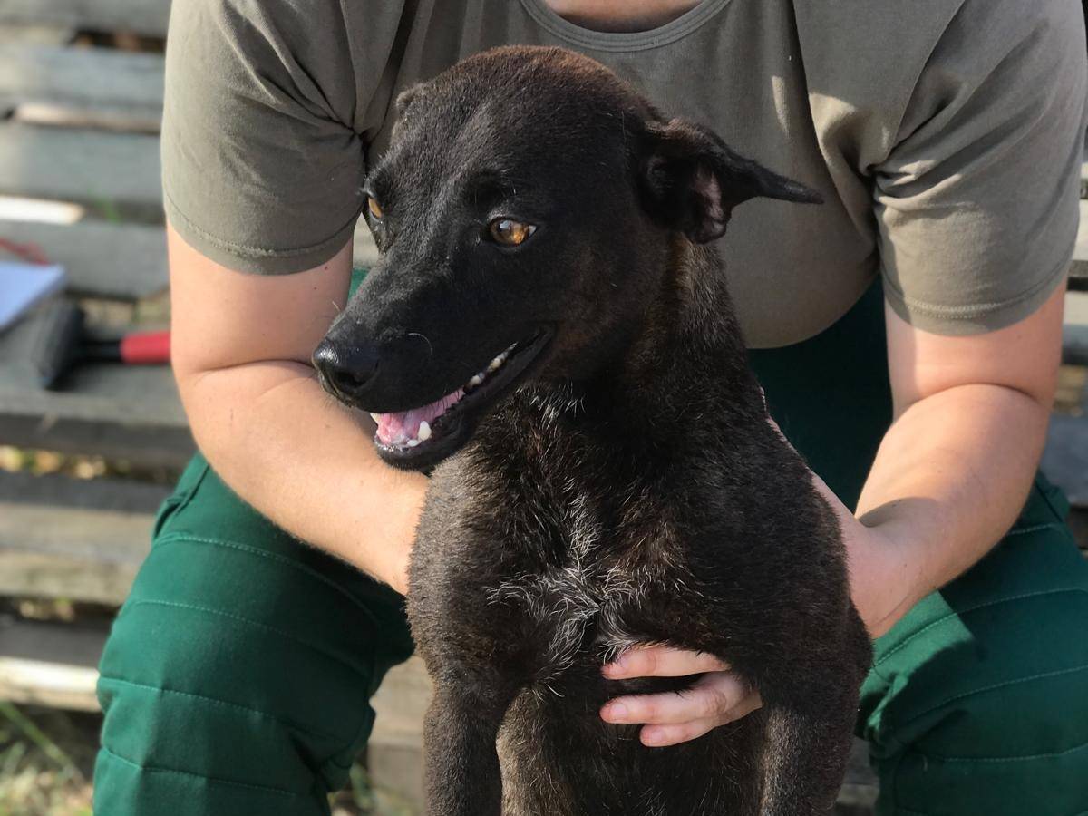 Vuoi adottare un cane a Latina?