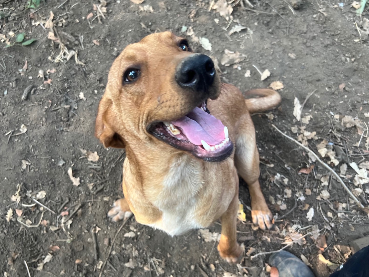 Adozione cane, maschio, Segugio Razza sconosciuta, 9 mesi, taglia media, Roma