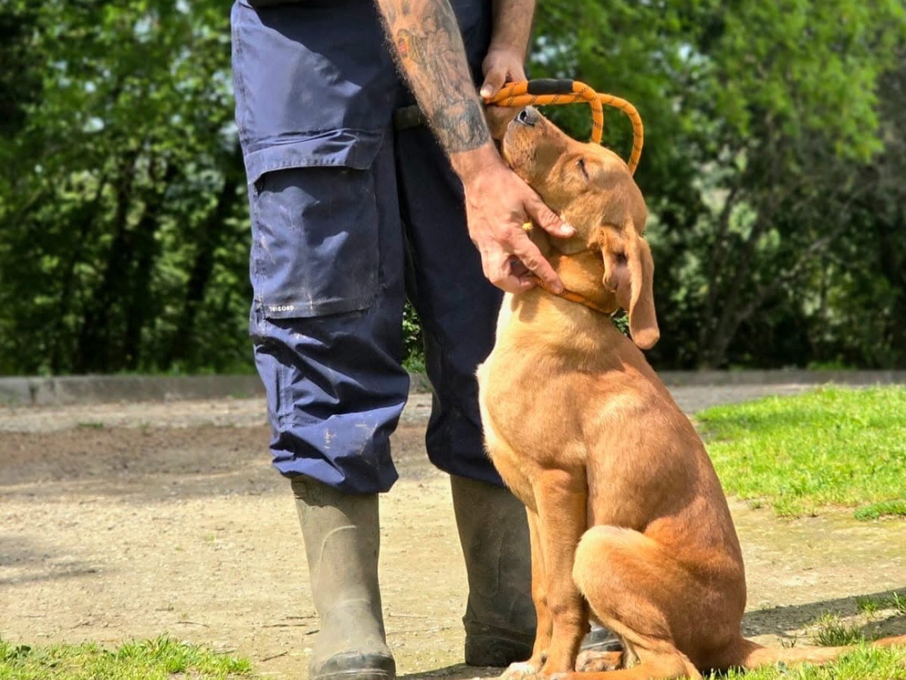 Adotta un cane, maschio, 9 mesi, Roma