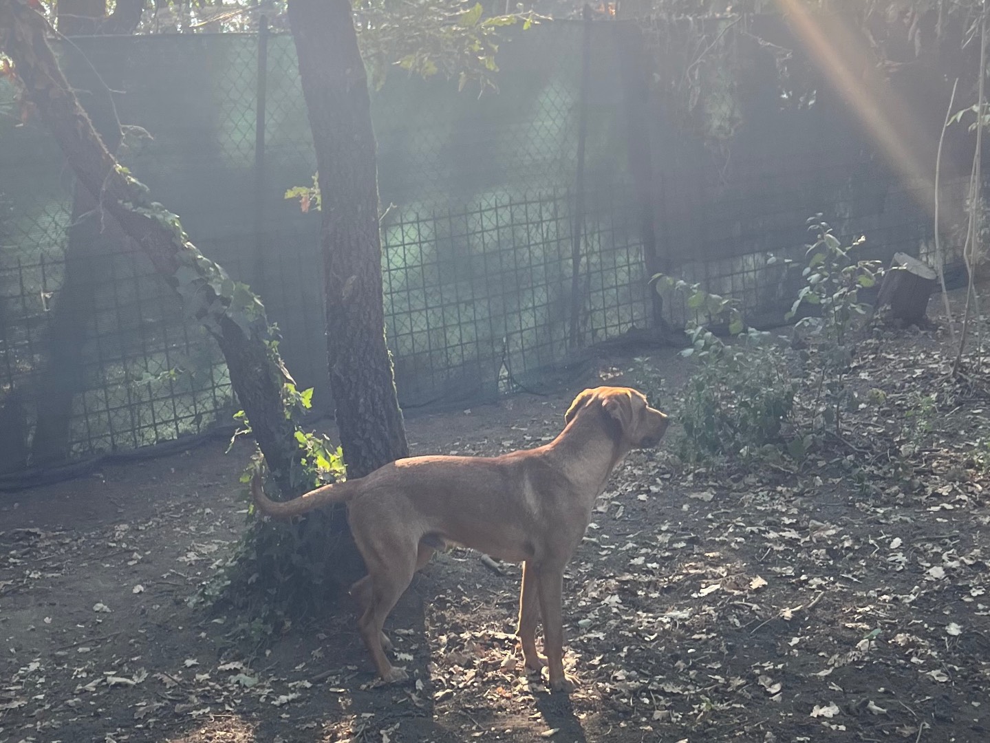 Adotta un cane, taglia media, maschio, Roma