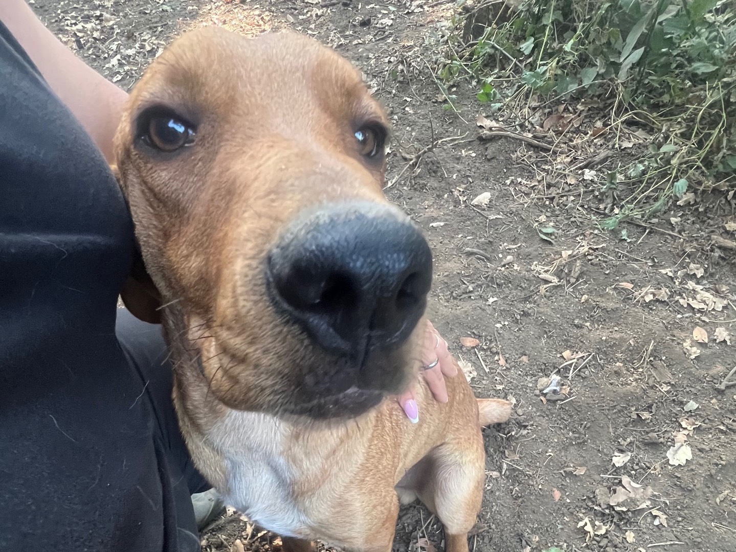 Vuoi adottare un cane a Roma?