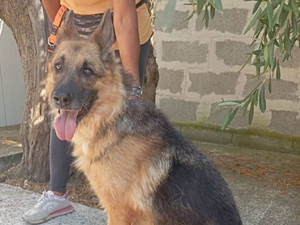 Adozione cane, femmina, Pastore tedesco Razza sconosciuta, 9 anni, taglia media, Cuneo