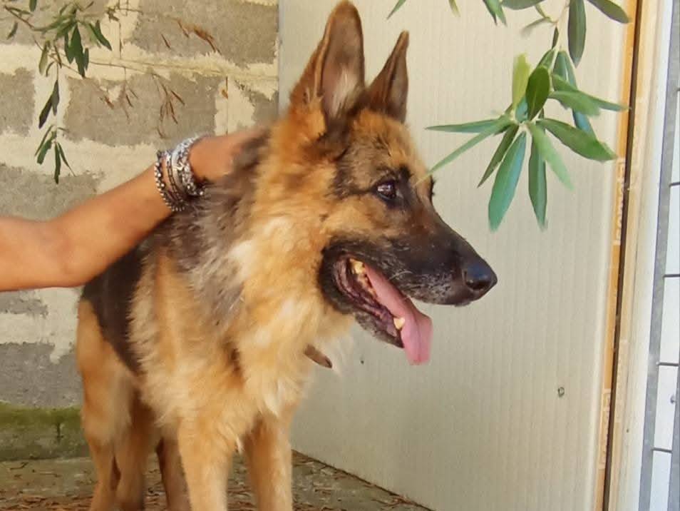 Adotta un cane, femmina, 9 anni, Cuneo