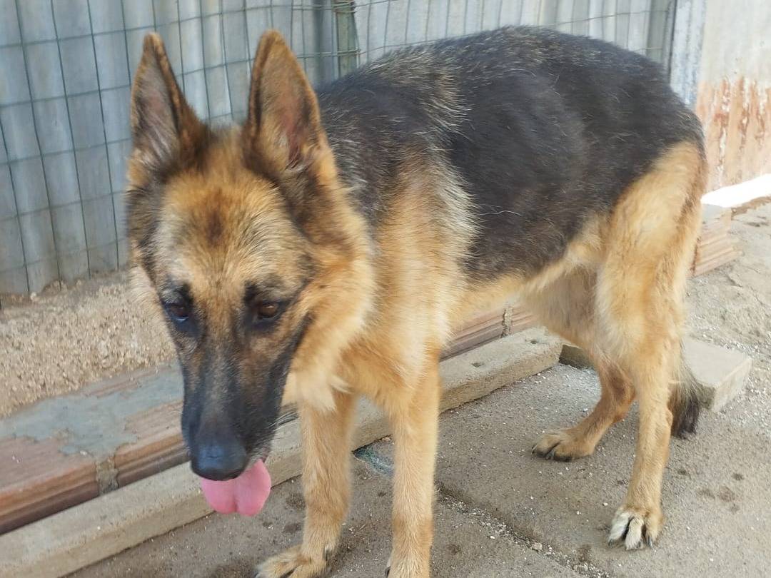 Adotta un cane, taglia media, femmina, Cuneo