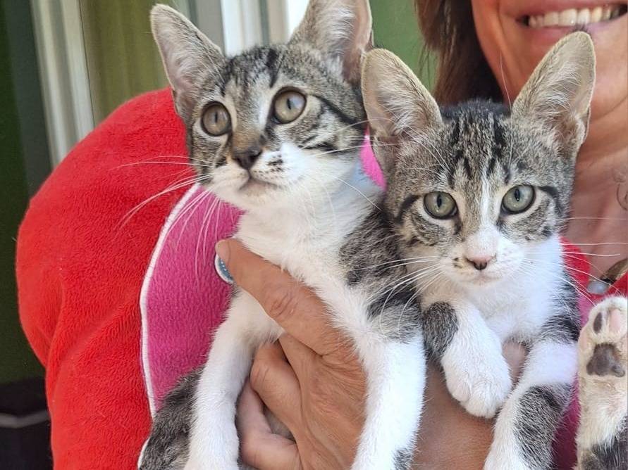 Vuoi adottare un gatto a Varese?