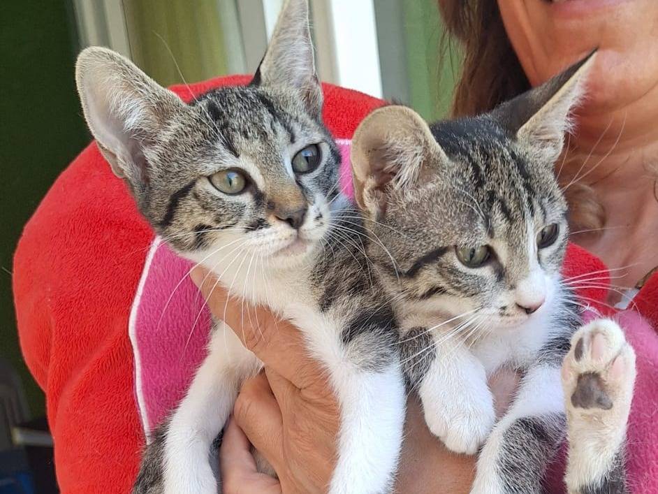 Adotta un gatto, femmina, 3 mesi, Varese