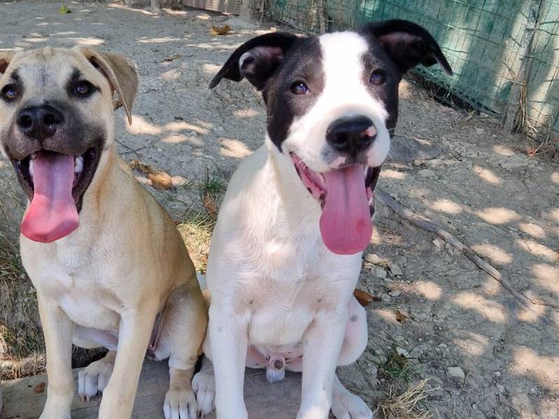 Vuoi adottare un cane a Frosinone?